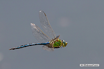 Anax imperator maschio