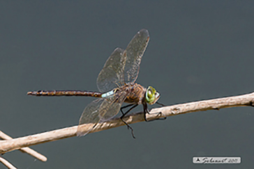 Anax partenope (maschio)