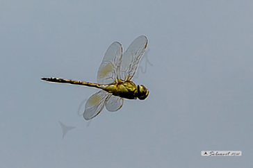 Hemianax ephippiger