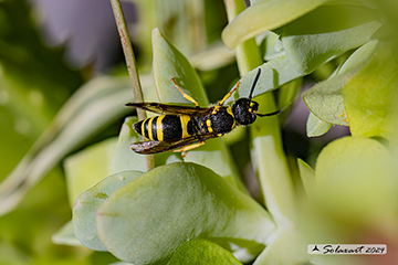 Ancistrocerus longispinosus