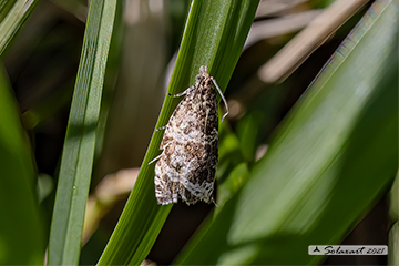 Ancylis achatana