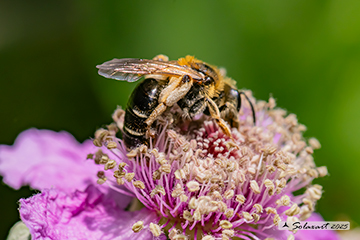 Andrena afzeliella
