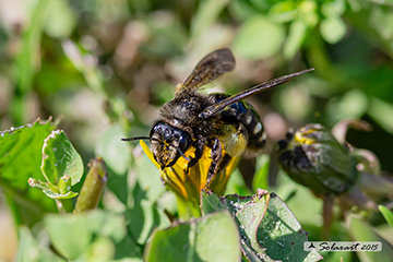 Andrena albopunctata