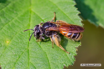 Andrena hattorfiana