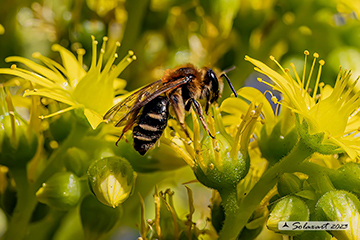 Andrena taeniandrena