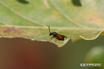 Andricus quercustozae