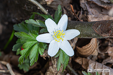 Anemonoides nemorosa