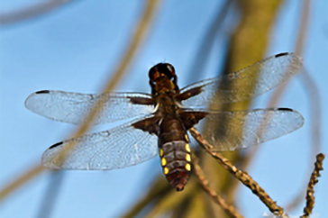 anisoptera