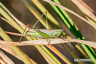 Orthoptera