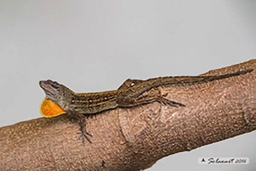 Anolis sagrei;  Anolide bruno