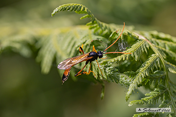 Ichneumonidae - Anomaloninae sp