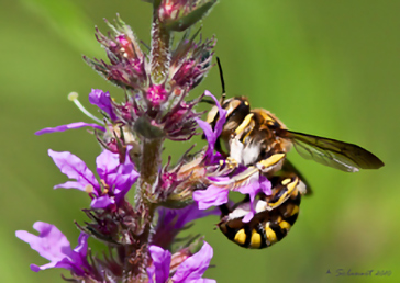 Anthidium manicatum