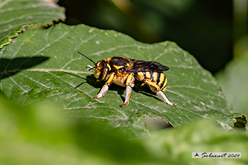 Anthidium florentinum