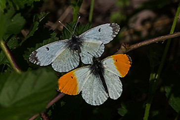 Anthocharis cardamines