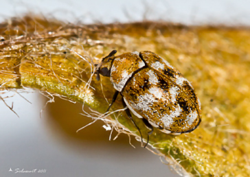 Anthrenus verbasci
