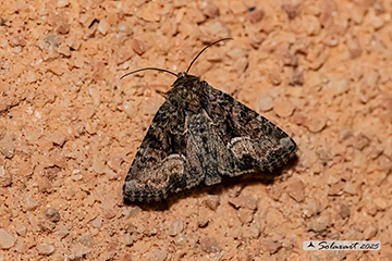 Apamea illyria