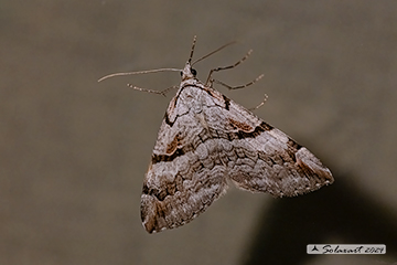 Aplocera plagiata