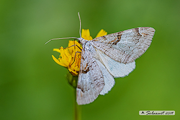 Aplocera praeformata