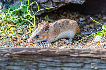 Apodemus sylvaticus - Topo selvatico