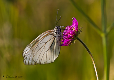 Aporia crataegi 