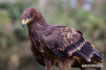 Aquila anatraia minore; Clanga pomarina