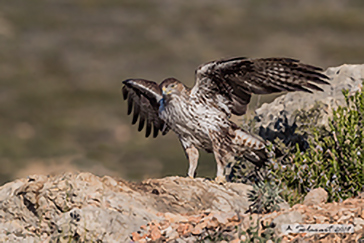 Aquila del Bonelli - Aquila fasciata - Bonelli's Eagle