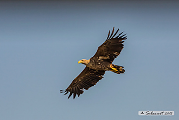 Haliaeetus albicilla- white-tailed eagle