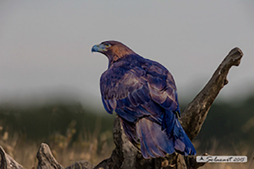 Aquila reale - Aquila chrysaetos