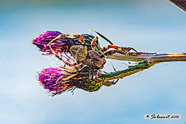 Araneus angulatus