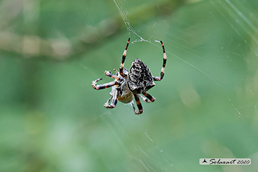 Araneus circe