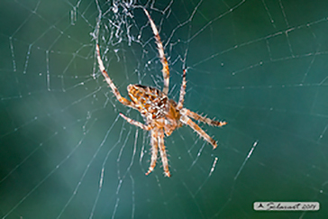 Araneus diadematus