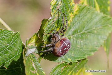 Araneus quadratus