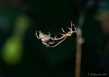 Araneus sp