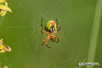 Araniella alpica