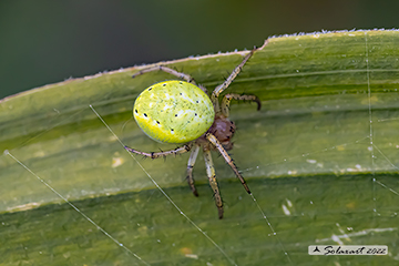 Araniella opisthographa