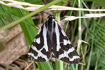 Arctia plantaginis