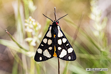 Arctia villica