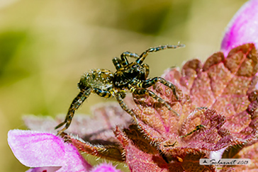 Arctosa lacustris