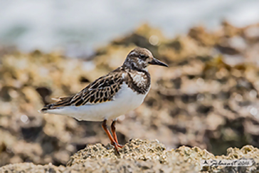 Ruddy turnstone, Voltapietre