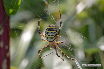 Argiope bruennichi 