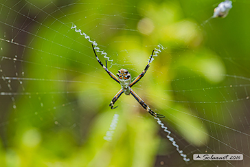 Argiope submaronica