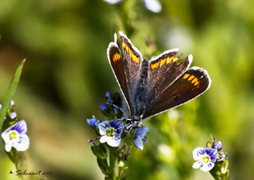 Aricia agestis