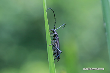 Agapanthia villosoviridescens