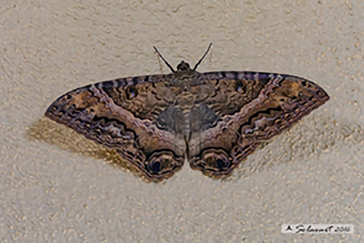 Ascalapha odorata