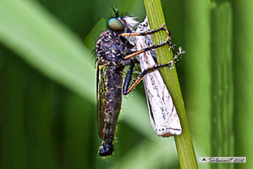 Asilus craboniformis