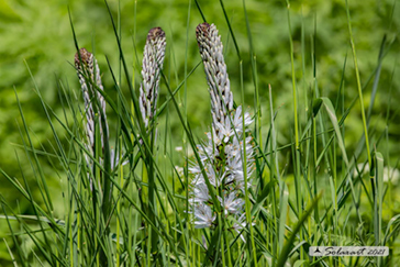 Asphodelus albus