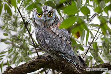 Assiolo o Assiuolo; Otus scops