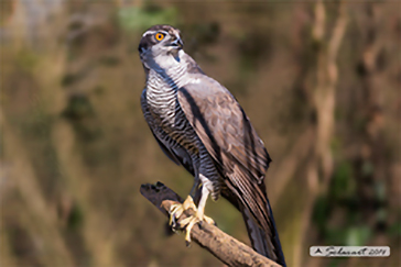 Accipiter gentilis - Northern Goshawk