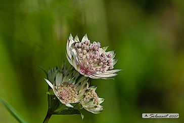 Astrantia major - Astranzia maggiore