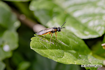 Athalia bicolor